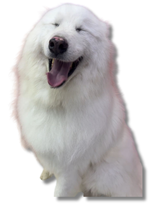 Peluquería canina a domicilio Rionegro, La Ceja, El Retiro, Llanogrande, Guarne, San Antonio de Pereira y alrededores