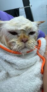 WhatsApp Image 2025 03 26 at 13.08.27