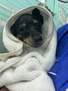 WhatsApp Image 2025 04 13 at 09.03.29