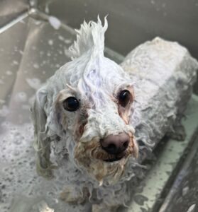 WhatsApp Image 2025 04 14 at 12.50.37