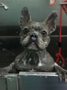 WhatsApp Image 2025 04 16 at 12.35.37 1