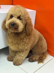 WhatsApp Image 2025 04 21 at 16.37.09