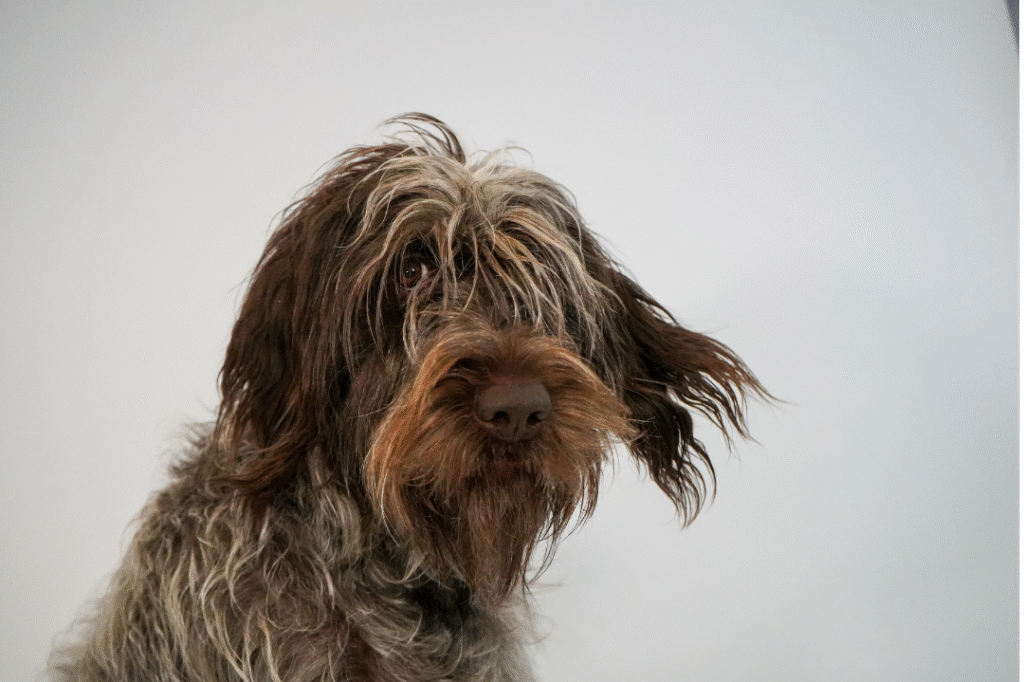 Retiro de Pelo Muerto y Deslanado: La Clave para la Salud y Bienestar de tu Peludo 1 Blog Secado