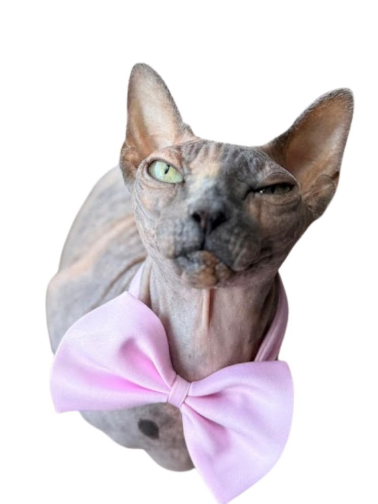 Gato Esfinge - Glamour Woof Woof